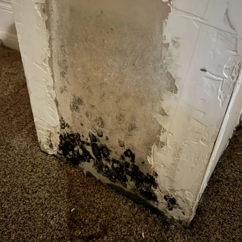 Professional Mold Removal in Port Royal, SC